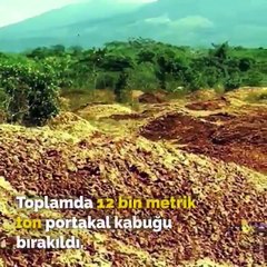 12 bin ton portakal kabuğunu bir araziye boşaltan bilim adamları ne planlıyor?