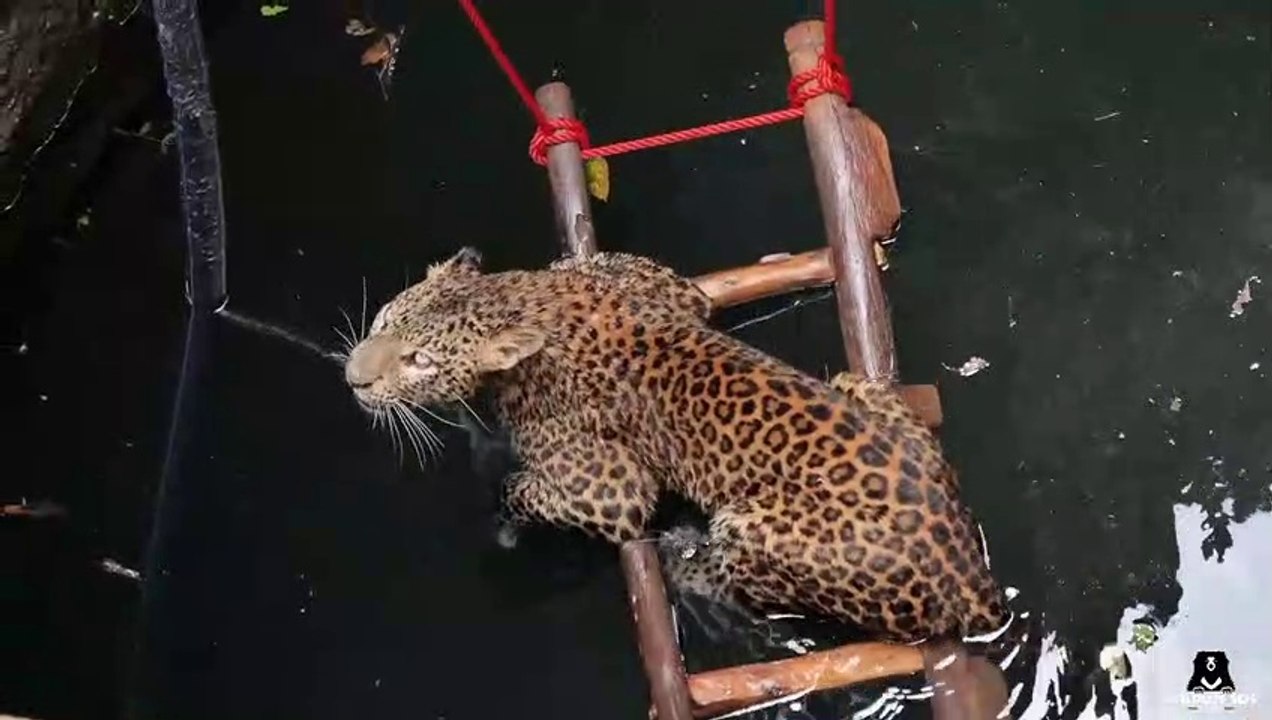 Un jaguar se retrouve coincé dans un puits... Joli sauvetage
