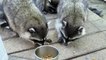 crazy group of raccoons eat together