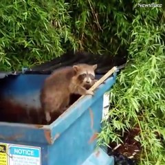 Animales en agradecimiento con humanos