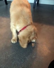 my dog playing with rare fish item