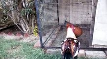 Cockfighting. (Desi murga vs Aseel murga fighting. -