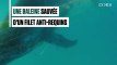 Australie : une baleine coincée dans un filet anti-requins sauvée