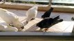 Un perroquet ne voulait pas partager son repas avec un pigeon ! LOL