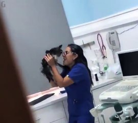 Une clinique vétérinaire trop gentille avec les animaux