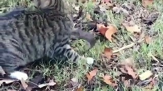 Funny Cats Video Compilation 