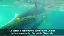 Australie: une baleine coincée dans un filet anti-requins sauvée