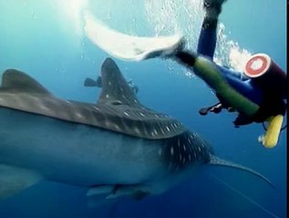 Killing For A Living S01 E10