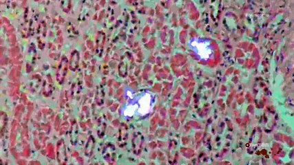 Policewomen Files S01 E03