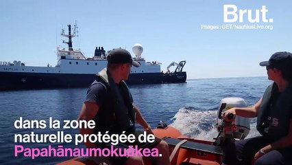 Une étrange créature observée dans les fonds marins hawaïens