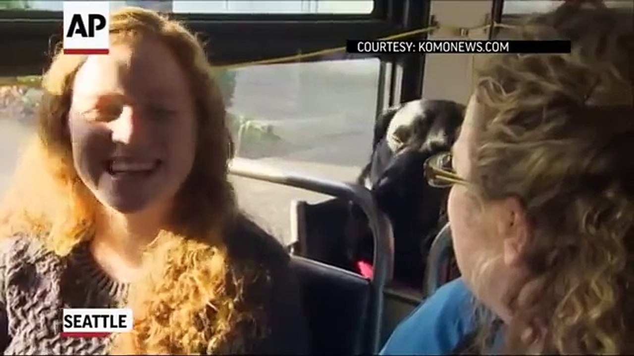 Cachorro anda sozinho de ônibus