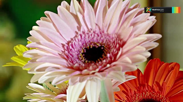 bd-aprenda-darle-mantenimiento-flores-101018