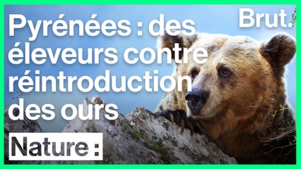 Des éleveurs français hostiles à la réintroduction de l'ours