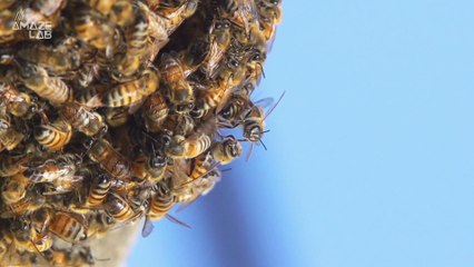 All the Bees in the 2017 Total Solar Eclipse’s Path of Totality Stopped Buzzing