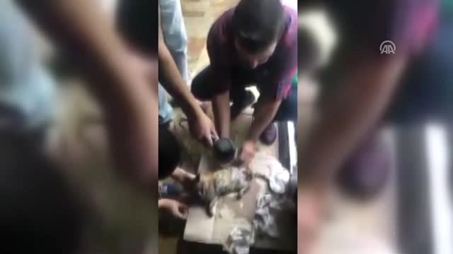 Selden Kurtarılan Yavru Kedi Telef Oldu