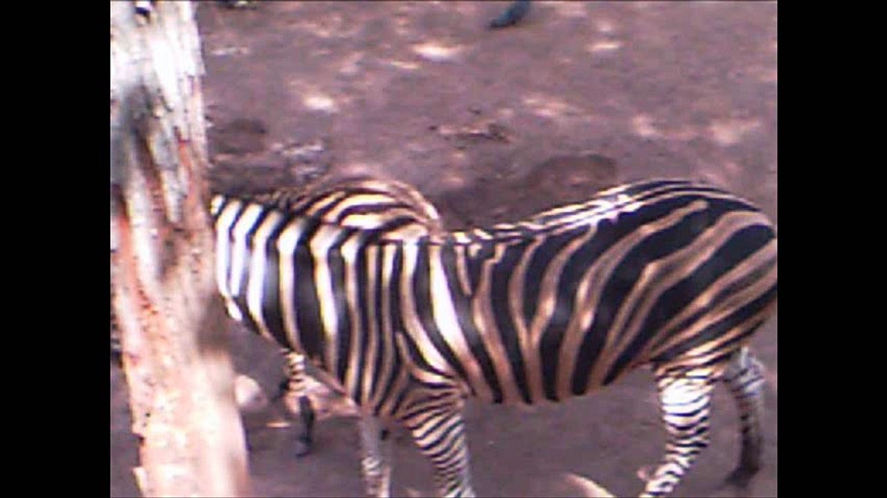 animales