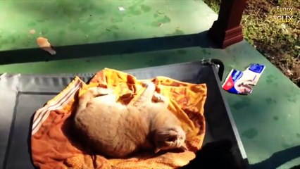 Gatos ‘folgados’ roubando a cama a cachorros