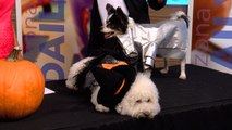 Halloween Dog Party and Costume Ideas