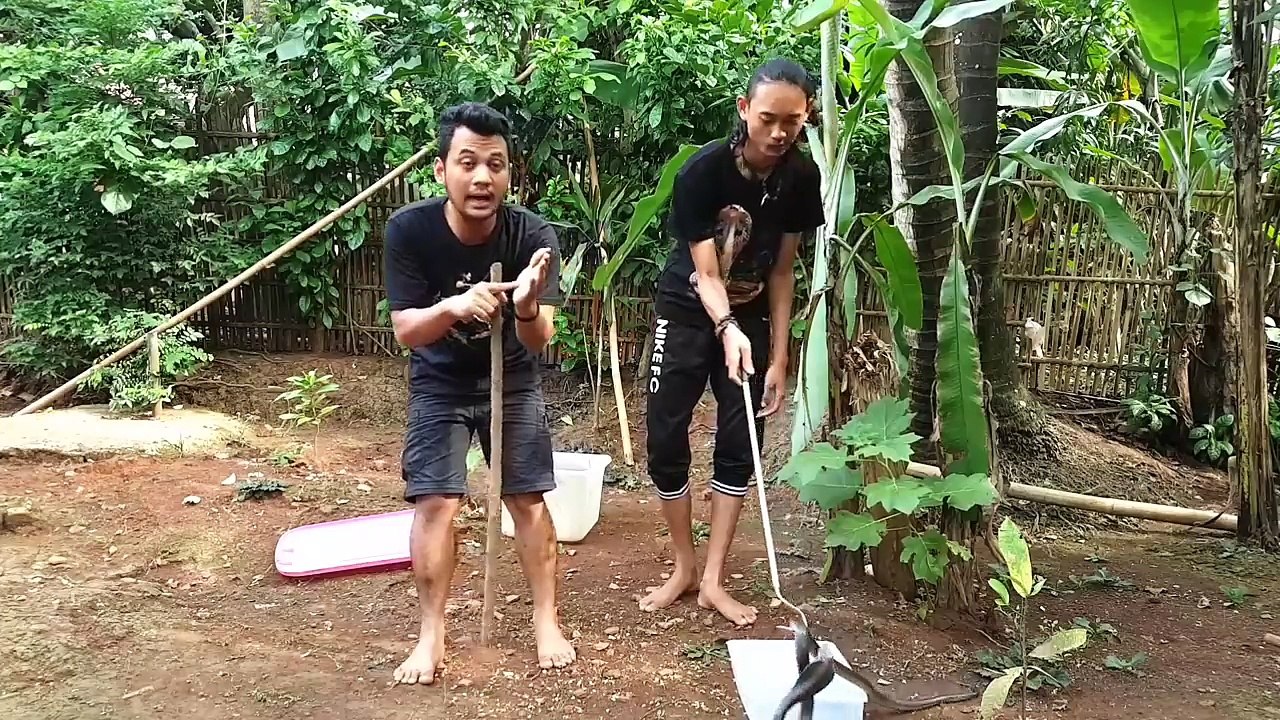 CARA MENANGKAP ULAR BERBISA DENGAN AMAN!! - YouTube (720p)