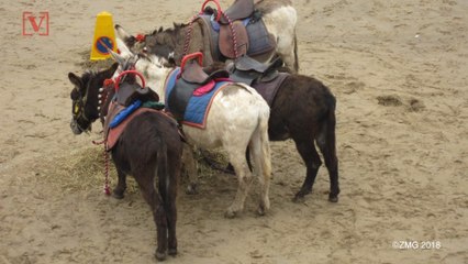 Santorini, Greece Bans 'Overweight' Tourists From Riding Donkeys