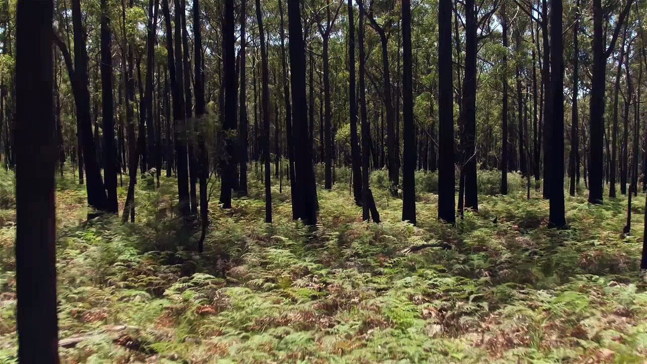 Phrases inspirantes de Bouddha, musique relaxante et vidéo de nature relaxante