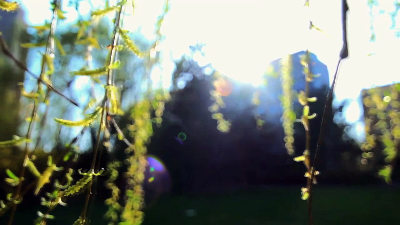 Vidéo de musique relaxante et de nature avec des phrases de Bouddha pour la méditation - Musique pour la méditation - musique inspirante