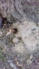 la citta delle formiche ep 1