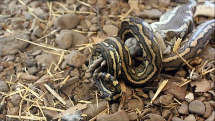 Carpet Python Swallows Chicken Whole