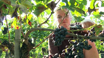 Young wine professionals seek training in Saint-Emilion