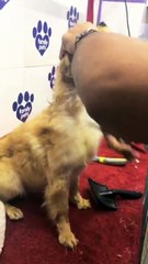 OLI y Paula con el perrito que encontraron en la calle 2 - 29 de Septiembre