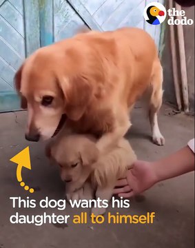 Cette maman chien ne veut pas qu'on touche son bébé... Adorable