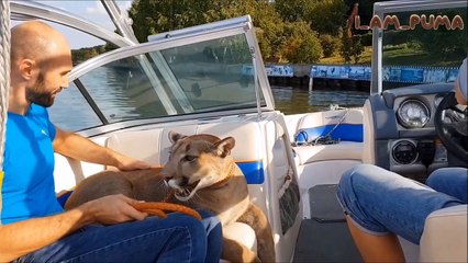 Il fait du bateau avec son puma de compagnie... Animal magnifique