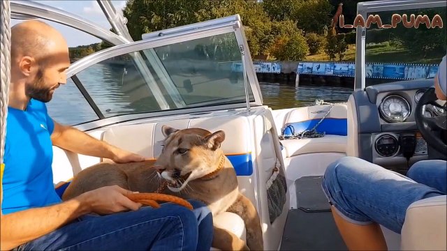 Il fait du bateau avec son puma de compagnie... Animal magnifique