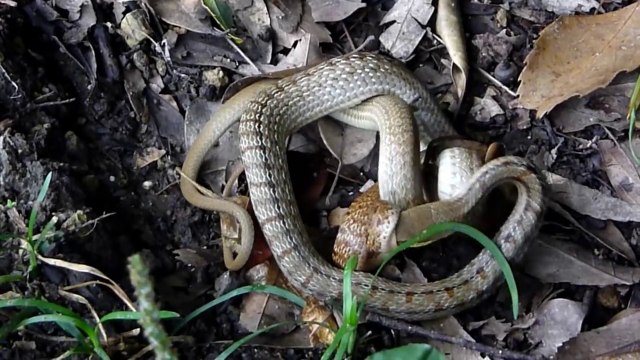 Combat terrible entre 2 serpents... Impressionnant