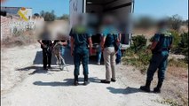 Guardia Civil rescata en Madrid a 28 perros y 1 caballo de una perrera ilegal que estaban en condiciones lamentables