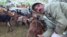 Portugal:contre les incendies, les chèvres au secours des forêts