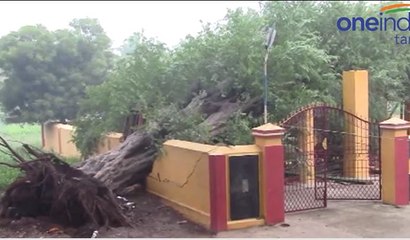 300 ஆண்டு பழமையான புளியமரம் வேரோடு சாய்ந்தது- வீடியோ