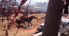 İki Atın Çarpıştığı İlginç Kaza Kameraya Yansıdı