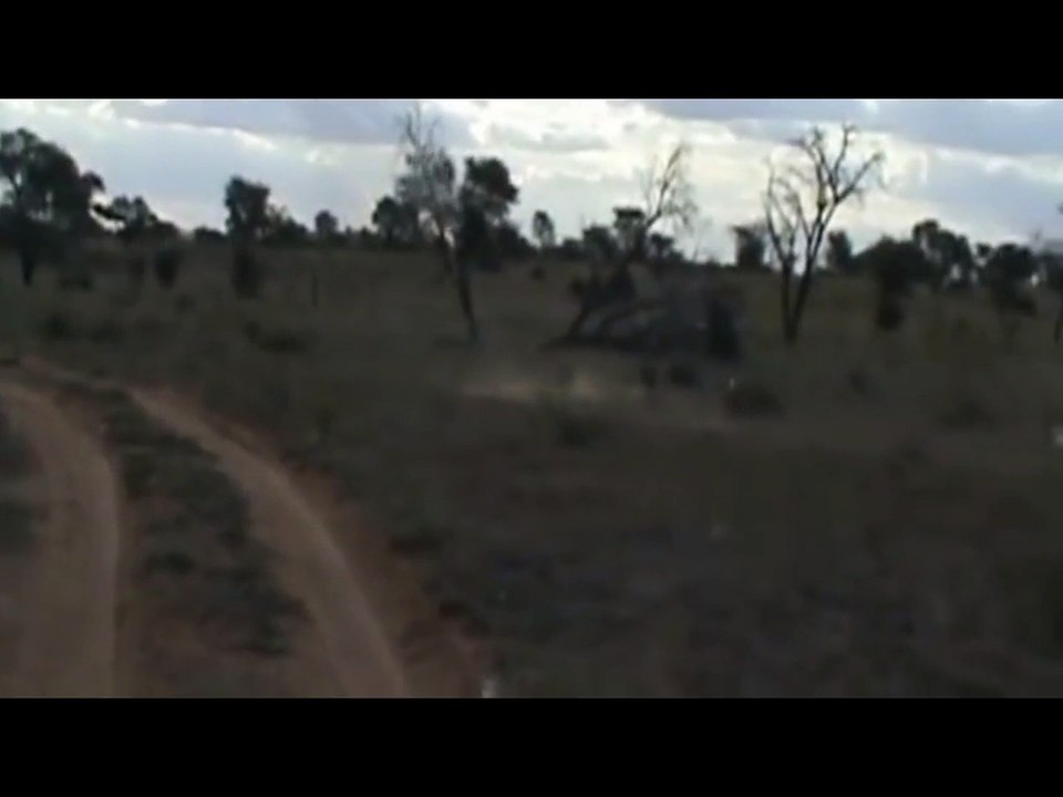 cheetah vs fox