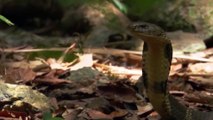 King Cobra Attacks And Eats Spitting Cobra And other Snake