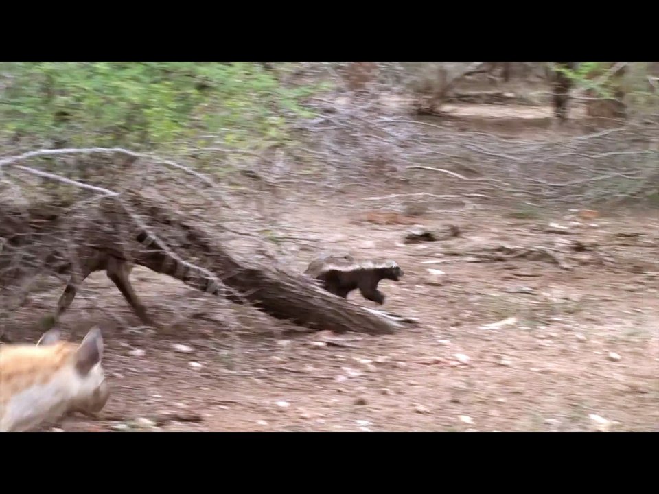 crazy wild animal attacks Lion Vs Honey Badger Fighting Videos