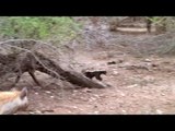 crazy wild animal attacks - Lion Vs Honey Badger Fighting Videos