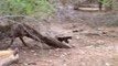 crazy wild animal attacks - Lion Vs Honey Badger Fighting Videos