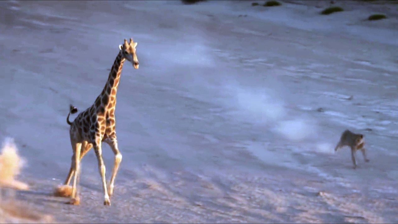 Lion Attack Giraffe