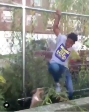 Un homme agressé par des chiens prend peur