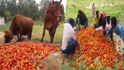 தக்காளியை சாலையில் கொட்டும் அவலம்- வீடியோ