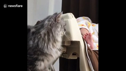 Gentle cat plays with napping baby