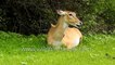 Female Bluebull antelope chews cud