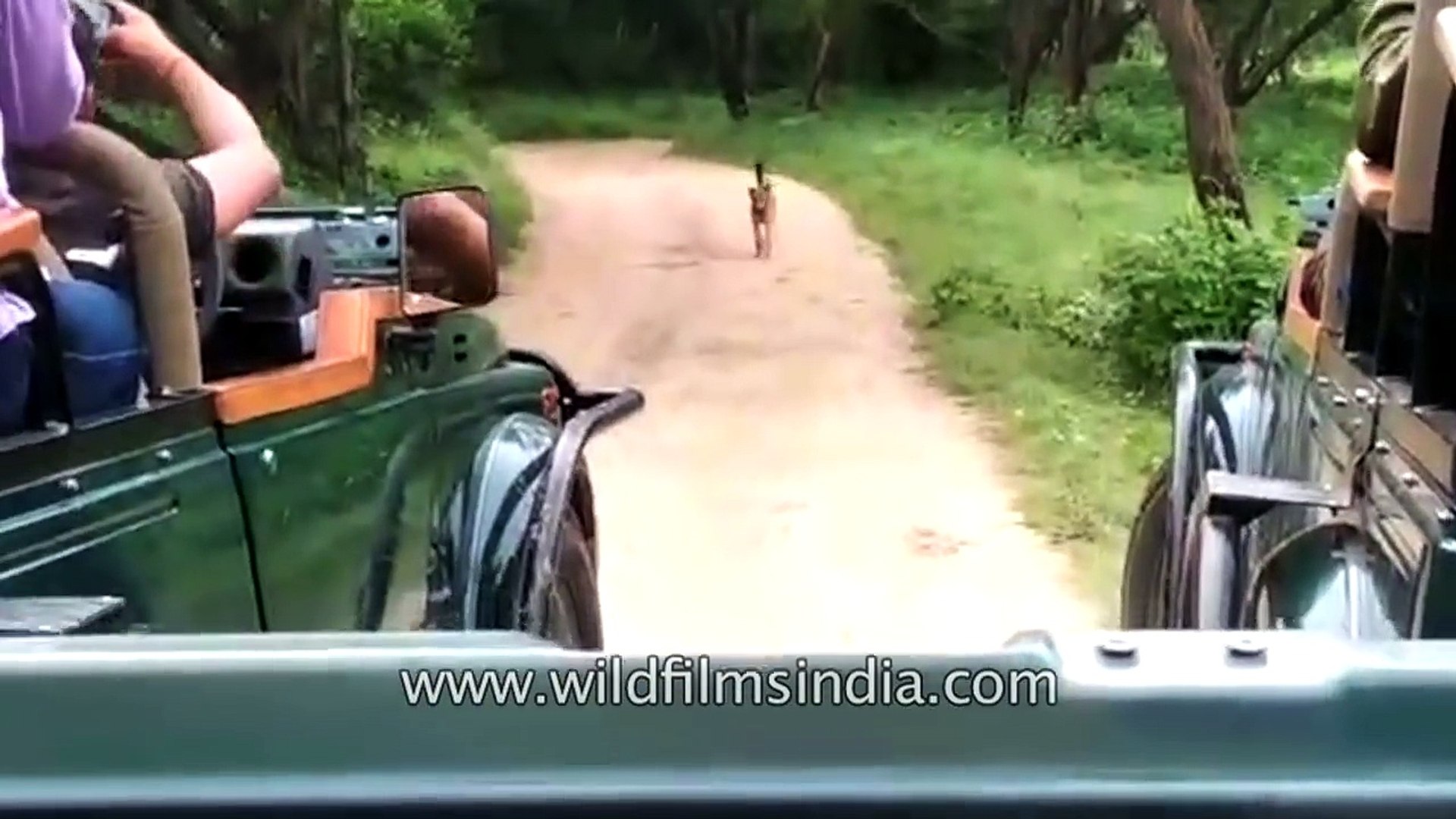 ⁣Leopard attacks dog dog attacks leopard dog wins