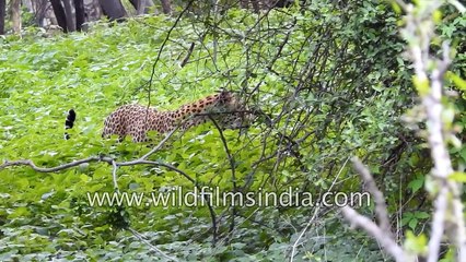 Leopard searches for a suitable tree to climb on